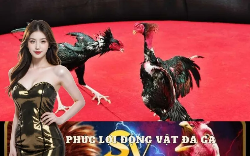 Phúc Lợi Động Vật Đá Gà
